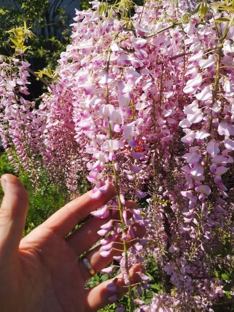  - arbori ornamentali 2024