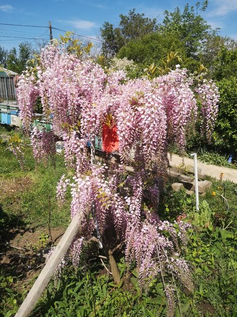  - arbori ornamentali 2024