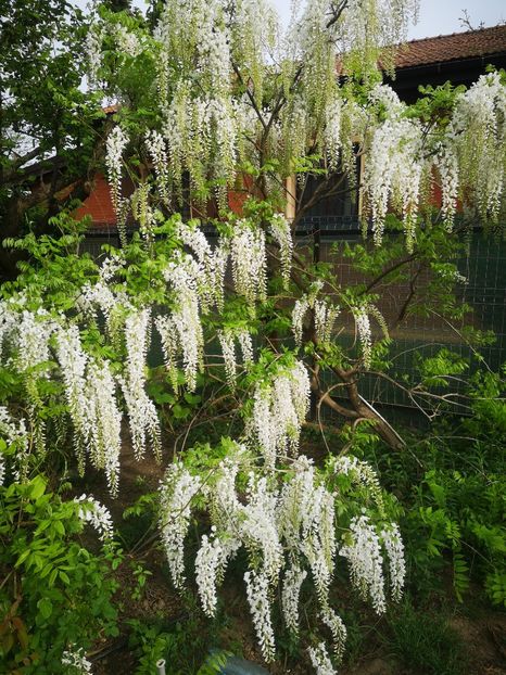wisteria alba shironida - arbori ornamentali 2024