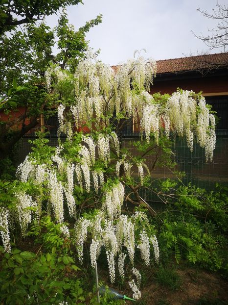  - arbori ornamentali 2024
