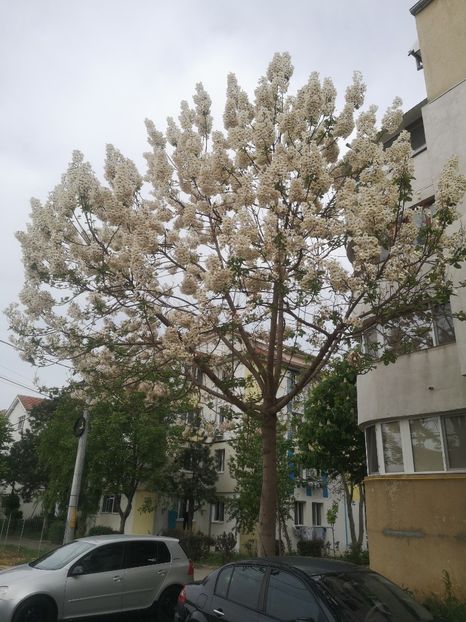  - arbori ornamentali 2024