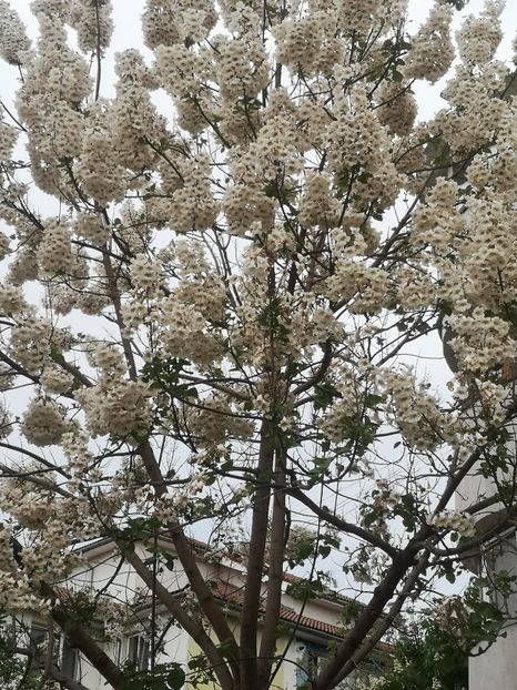  - arbori ornamentali 2024