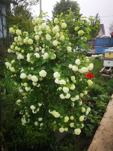  - arbori ornamentali 2024