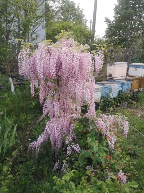  - arbori ornamentali 2024
