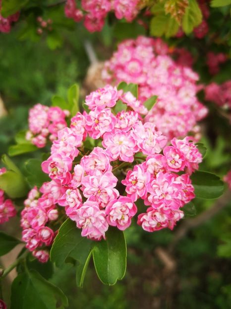  - arbori ornamentali 2024