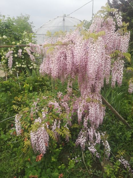  - arbori ornamentali 2024