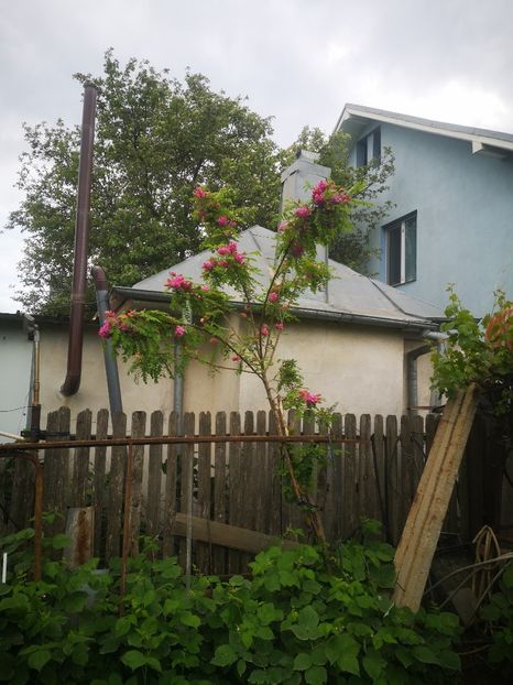  - arbori ornamentali 2024