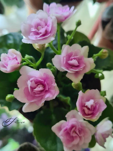  - Kentucky Gooseberries