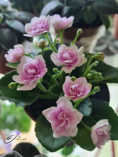  - Kentucky Gooseberries