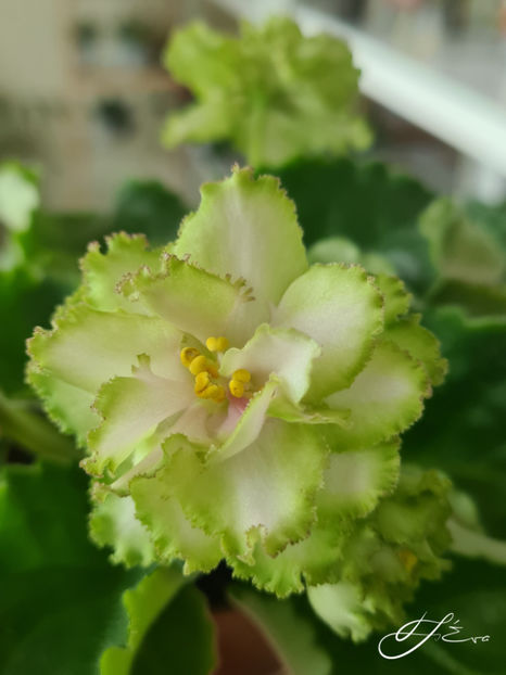  - EK-Berendeevo Tsarstvo