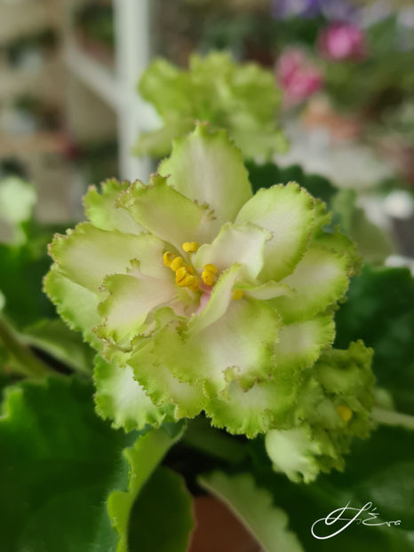  - EK-Berendeevo Tsarstvo