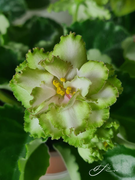  - EK-Berendeevo Tsarstvo