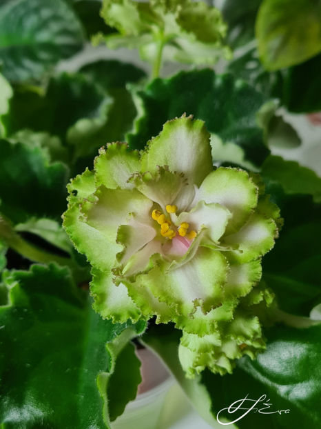  - EK-Berendeevo Tsarstvo