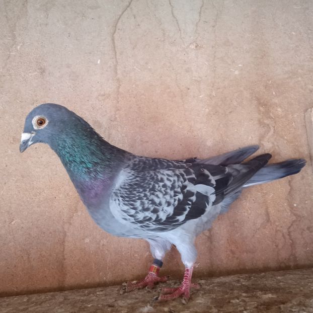 Mascul 22-834 GOLD - Porumbei vanduti