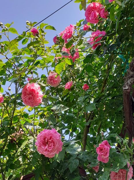  - Heillige Elisabeth 2024 _ 2025