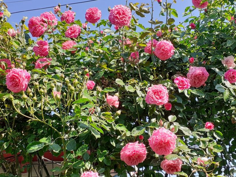  - Heillige Elisabeth 2024 _ 2025