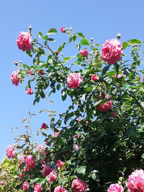  - Heillige Elisabeth 2024 _ 2025