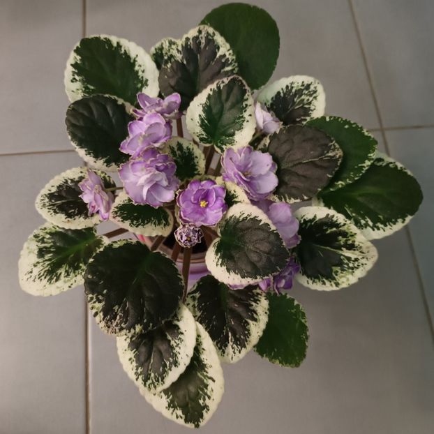 Violeta ❤️❤️❤️ - Flowerbook