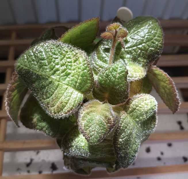 Identica Dori_s Golden Glitter - Pink panther