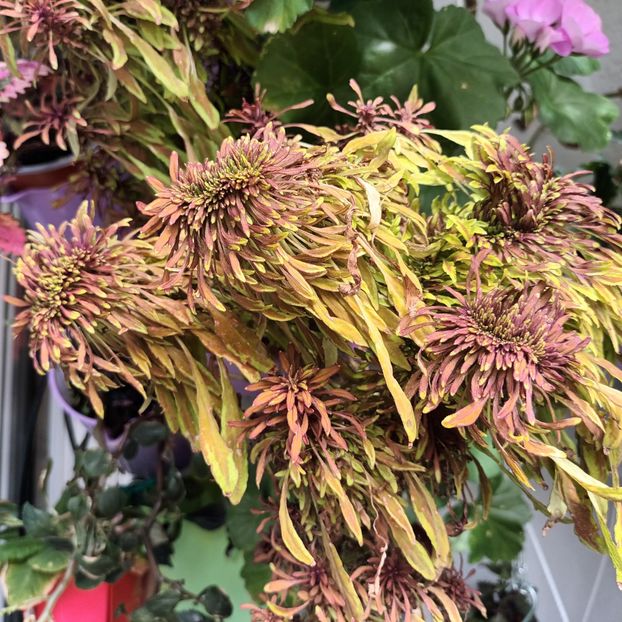  - Coleus