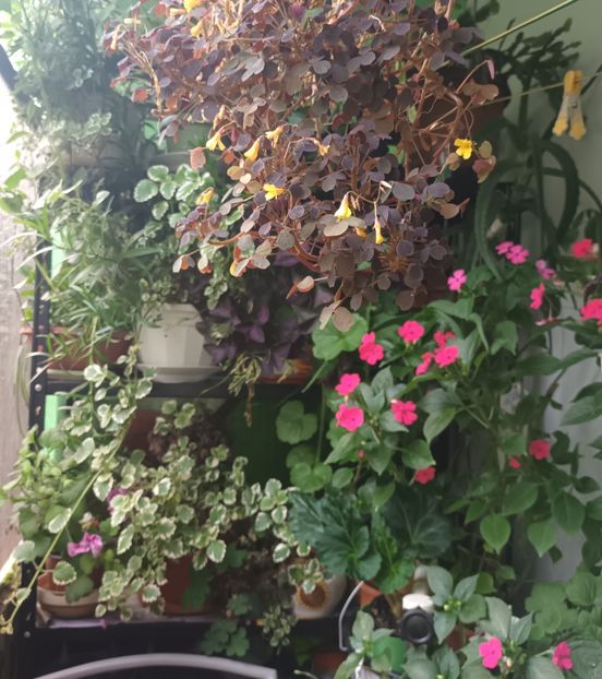  - Grădinița din balcon