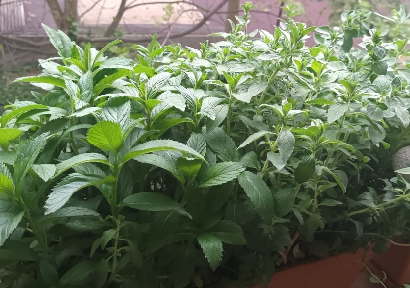 Menta si oregano - Grădinița din balcon