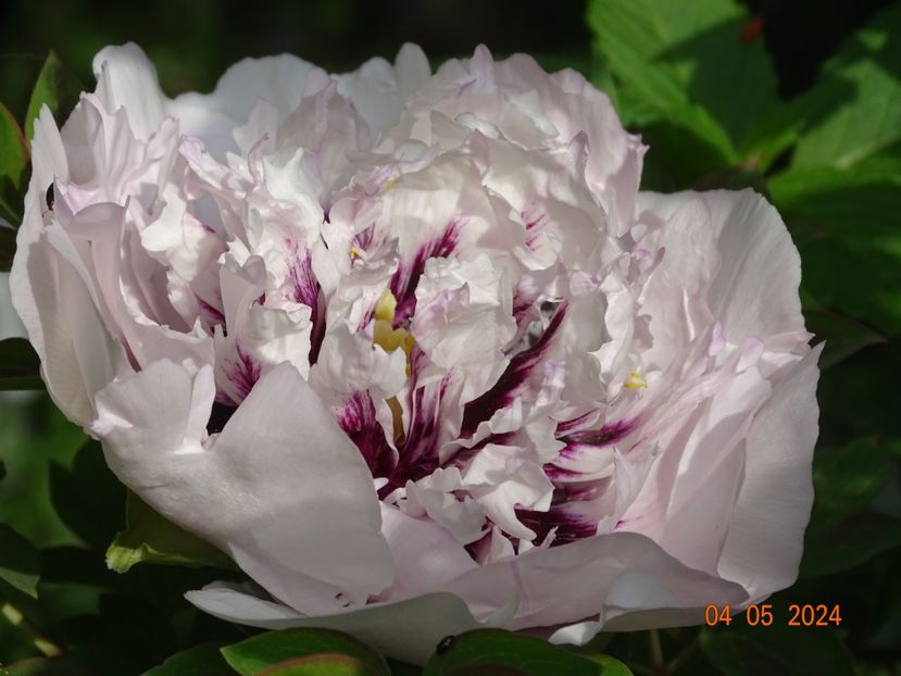 Eagle Wings - Bujori 2024 -Dobarland