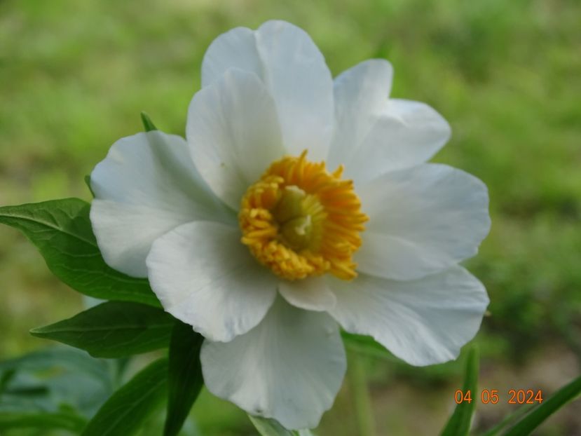 Early Windflower - Bujori 2024 -Dobarland