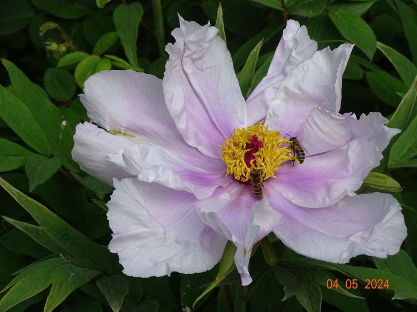 Feng Dan Bai - Bujori 2024 -Dobarland