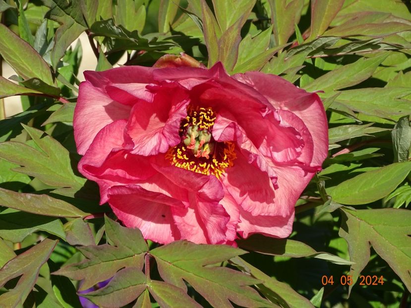  - Bujori 2024 -Dobarland