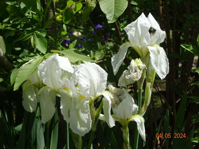 iris florentina - Irisi 2024 -Dobarland