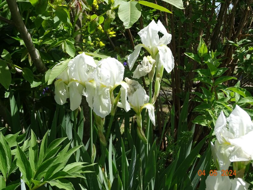 iris florentina - Irisi 2024 -Dobarland