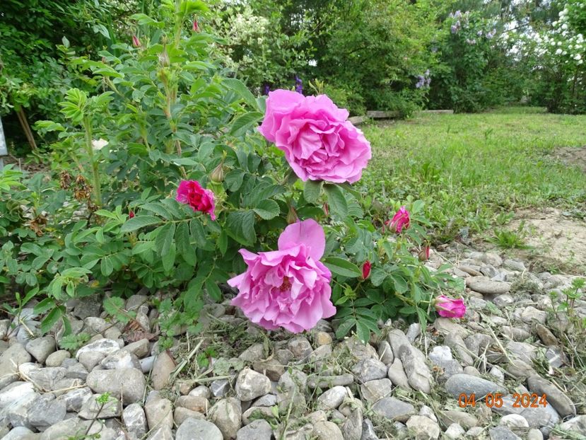 seedling - Trandafiri 2024