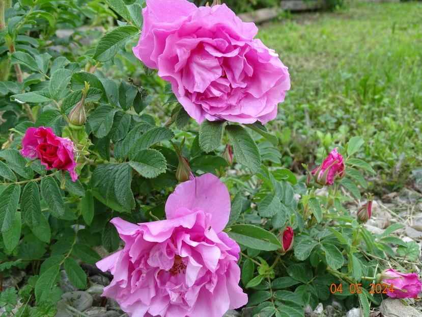  - Trandafiri 2024