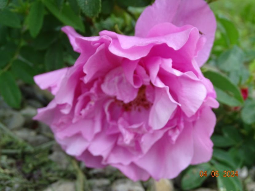  - Trandafiri 2024