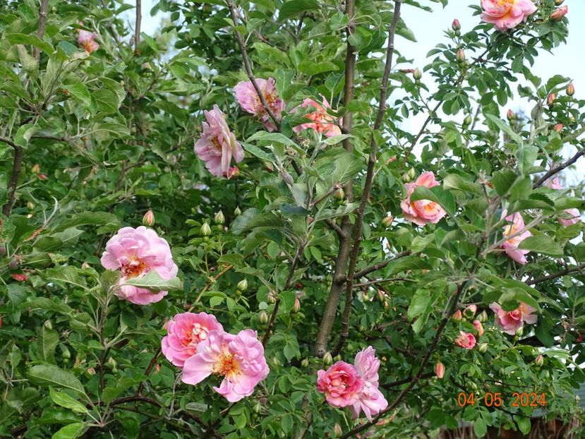 Fruhlingsduft - Trandafiri 2024