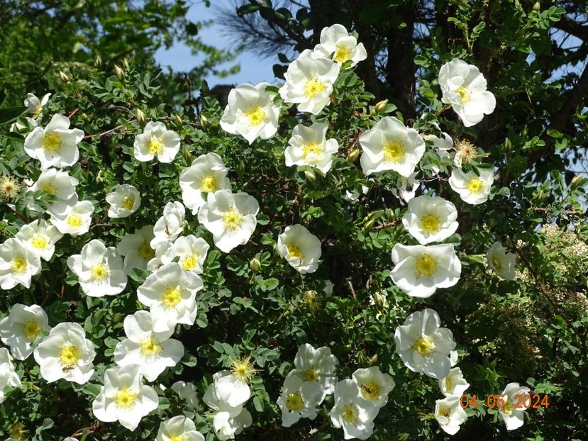 rosa pimpinellifolia - Trandafiri 2024