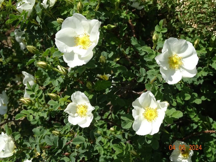 rosa pimpinellifolia - Trandafiri 2024