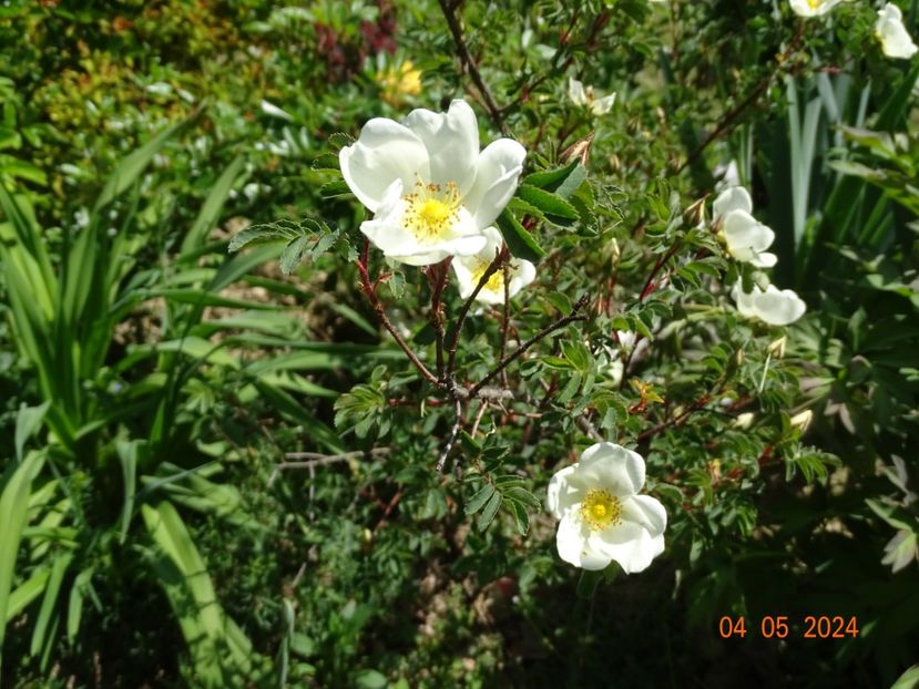 rosa compactilla - Trandafiri 2024