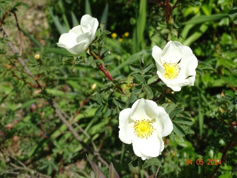 rosa compactilla - Trandafiri 2024