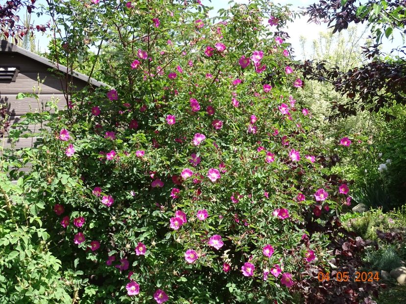  - Trandafiri 2024
