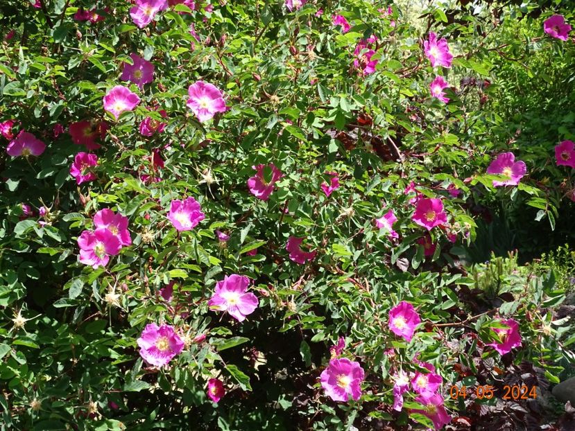 Harstad - Trandafiri 2024