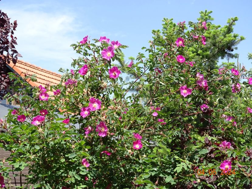  - Trandafiri 2024