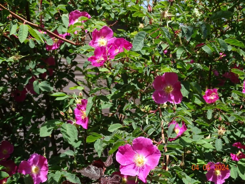  - Trandafiri 2024