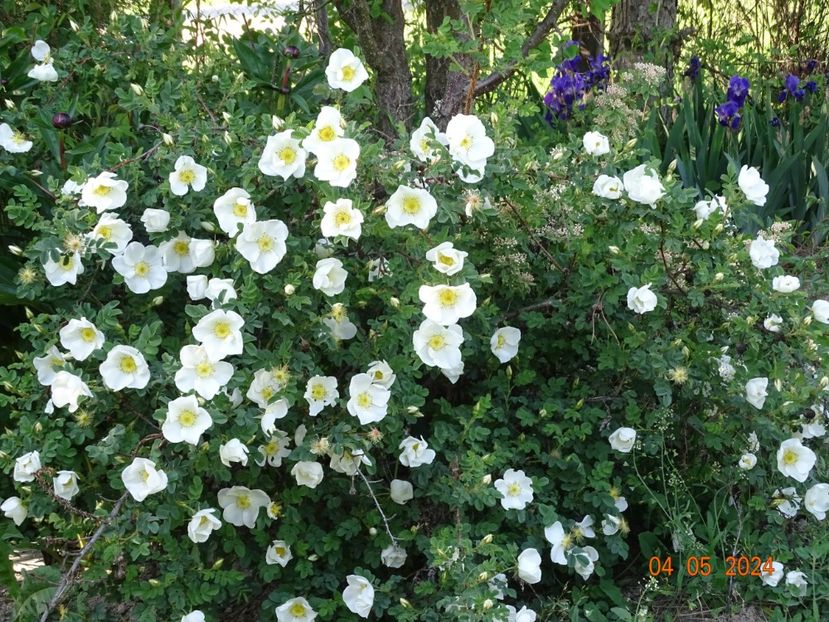 rosa pimpinellifolia - Trandafiri 2024