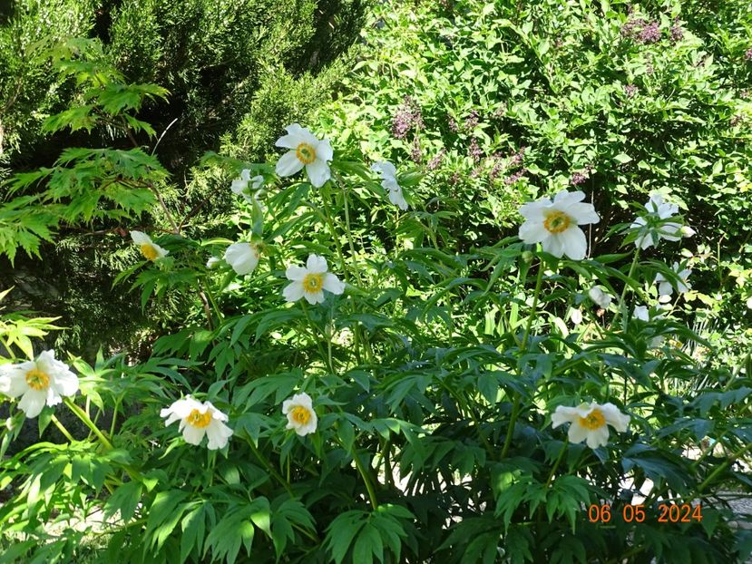 Early Windflower - Bujori 2024 -Dobarland