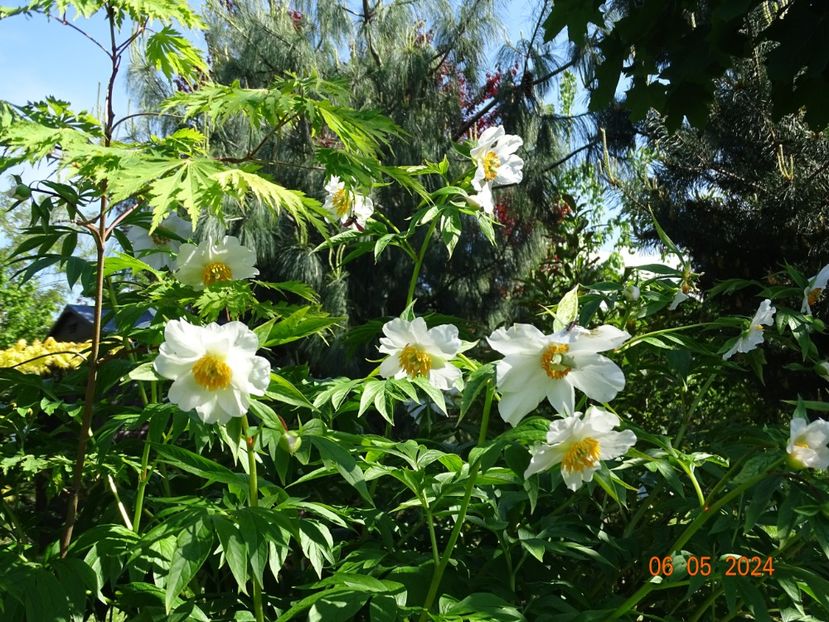 Early Windflower - Bujori 2024 -Dobarland