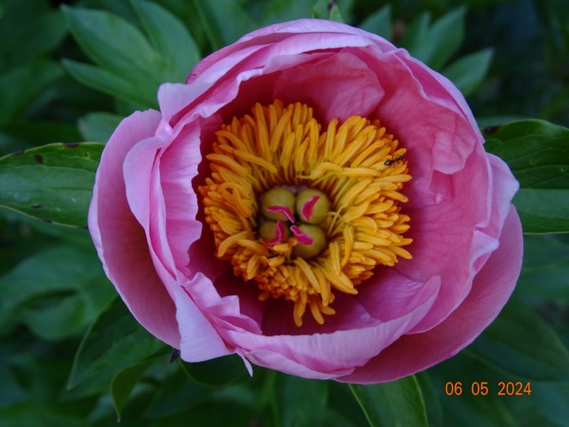 Soft Salmon Saucer - Bujori 2024 -Dobarland