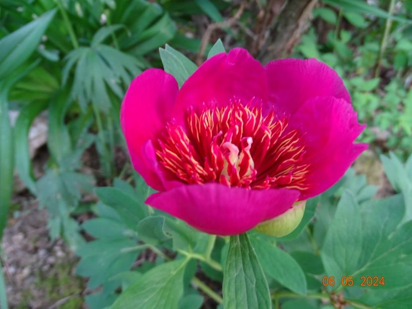 paeonia anemoniflora - Bujori 2024 -Dobarland