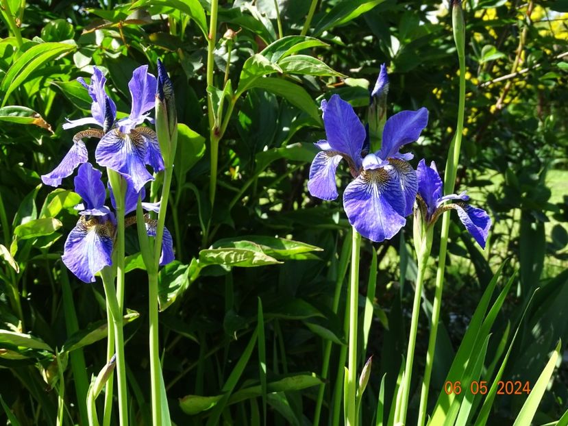 Fran's Gold (sibirica) - Irisi 2024 -Dobarland